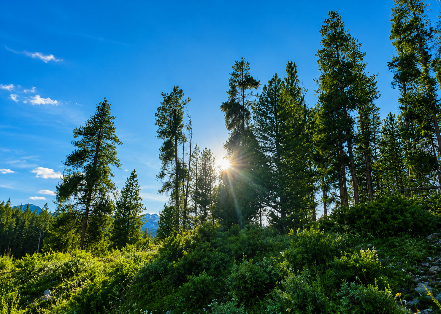 Easy Breckenridge Wildflower Hike: Illinois Creek Trail